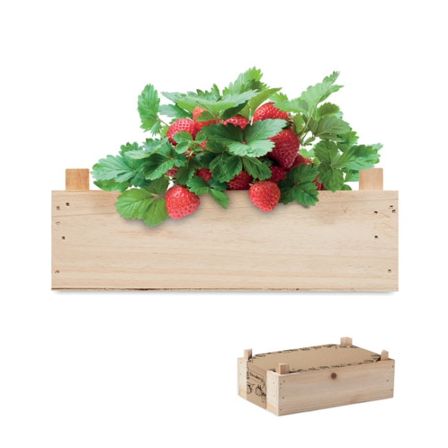 Graines de fraises dans une caisse