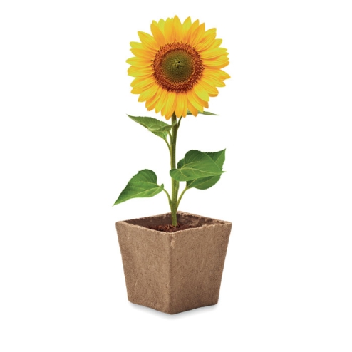 Sunflower growing kit